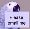 Ezra, the African Grey Parrot's email